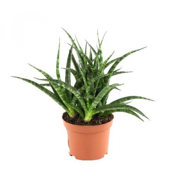 Sansevieria Silver Steel, Snake Plant - Mother in Law Tongue Plant